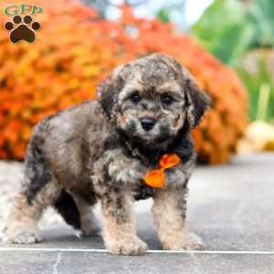 Milo, Bich-Poo Puppy